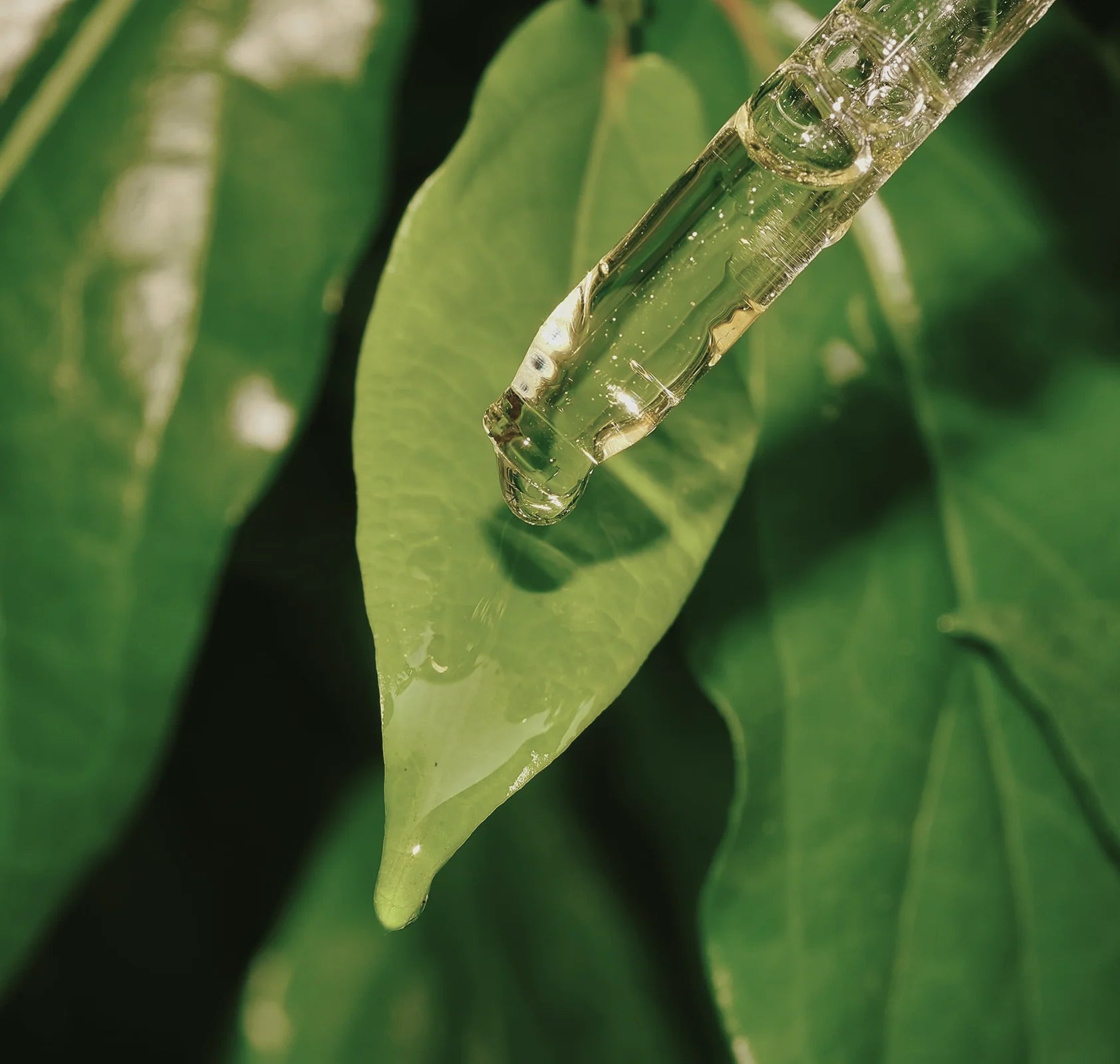 A close-up of a dropper releasing a clear liquid onto a green leaf, symbolizing natural skincare ingredients. The image highlights purity, hydration, and the connection between nature and wellness.