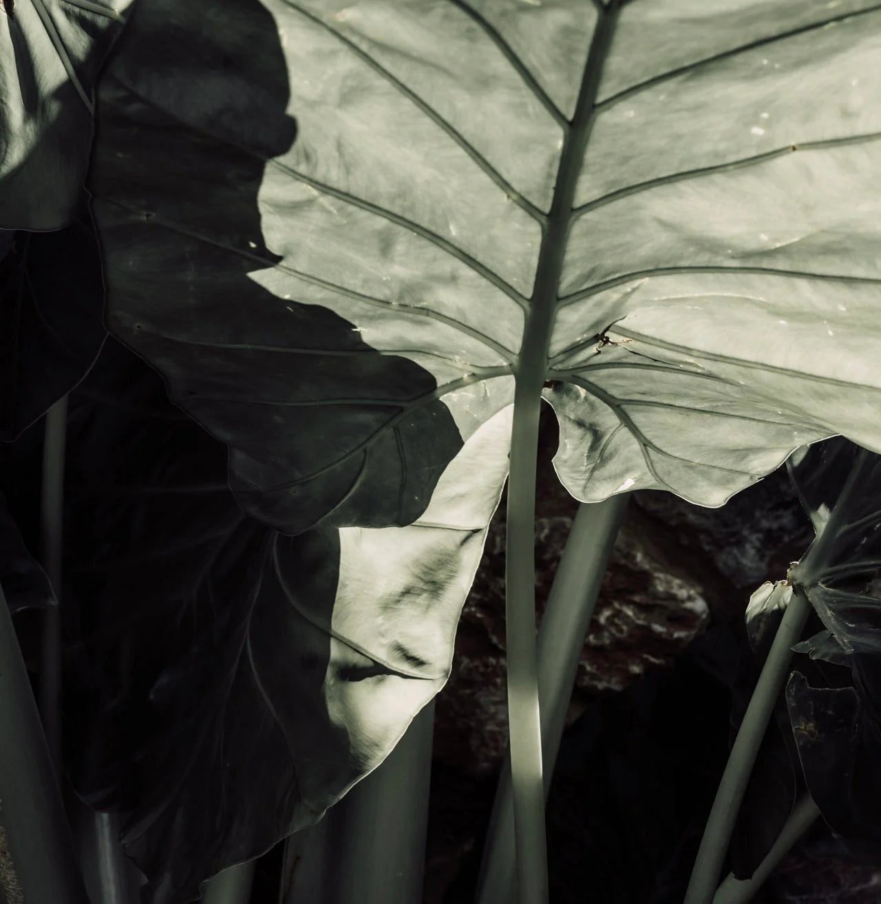 Close-up of large green tropical leaves with sunlight and shadows creating contrasting tones and textures.
