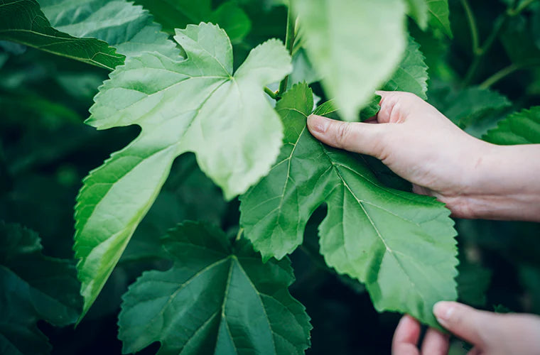 A pair of hands gently holds large green leaves on a plant. The image captures fresh, healthy foliage in natural light, suggesting care for nature or botanical ingredients.